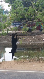 hanging goat